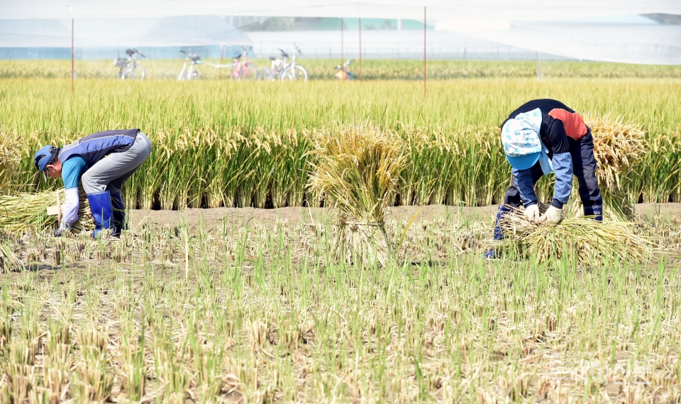지난 1일 대구 북구 학정동 근로복지공단 대구병원 인근 들녘에서 경북농업기술원 관계자들이 벼를 수확하고 있다 ⓒ뉴시스