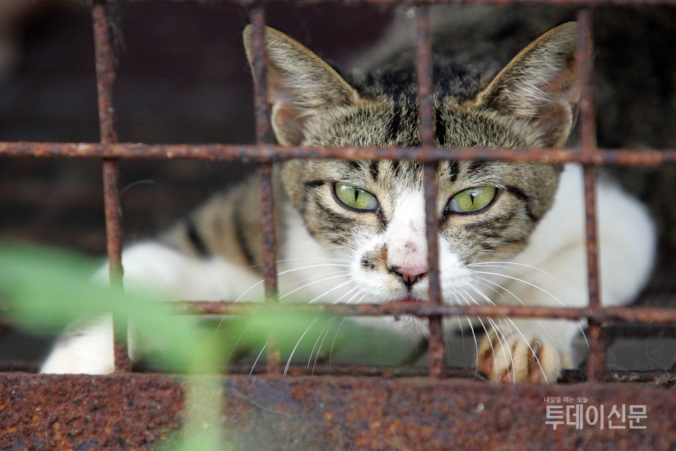 지난 2012년 8월 강원 춘천시 춘천유기동물보호소에서 보호 중인 유기묘.(위 사진은 기사와 직접 관련 없음) ⓒ뉴시스