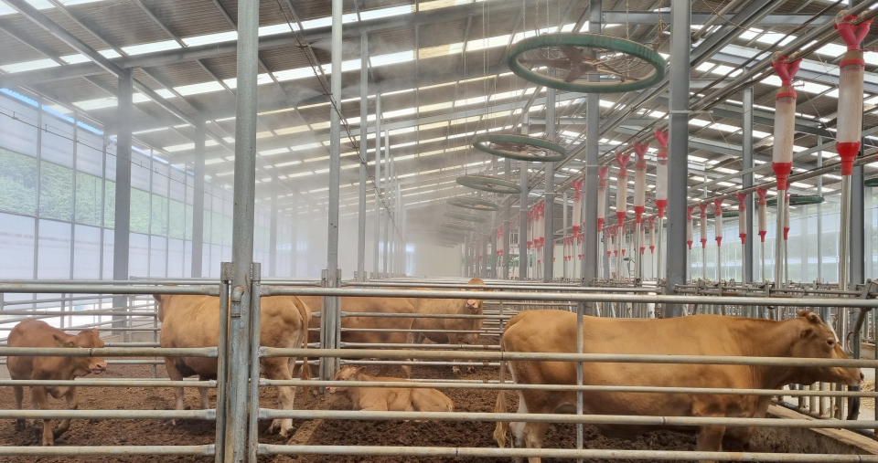 지난 7월 12일 울산 울주군 두동면의 한 축산 농가에서 소들이 더위를 피하기 위해 축사에 들어가 있다. ⓒ뉴시스