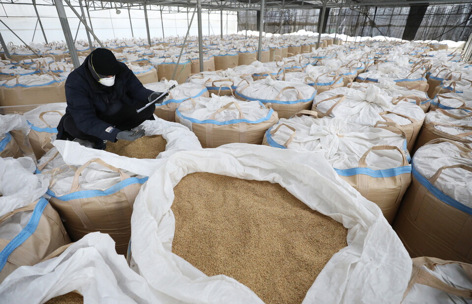 지난해 12월 28일, 경기도 화성시 비봉농협 수라청미곡종합처리장에서 관계자가 수매한 벼를 살피고 있다. [사진제공=뉴시스]