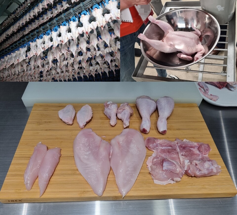 (좌측 상단 부터 시계방향으로) 에어칠링 중인 닭, 에어칠링된 닭을 만져보는 체험 과정, 닭의 발골된 모습 [사진제공=하림, 투데이신문]