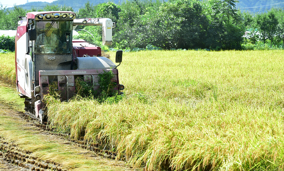 한 농민이 지난 8월 21일 대구시 달성군 다사읍 문양역 인근 논에서 콤바인으로 벼를 수확하고 있다 [사진제공=뉴시스]