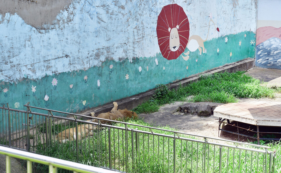 지난해 7월 대구 중구 달성공원 동물원의 사자들이 더위를 피해 콘크리트 벽에 기대어 자고 있다. [사진제공=뉴시스]