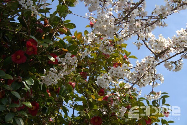 지난달 29일 동백과 벚꽃이 엇갈려 피어 있는 제주4·3평화공원의 모습.&nbsp; ⓒ투데이신문