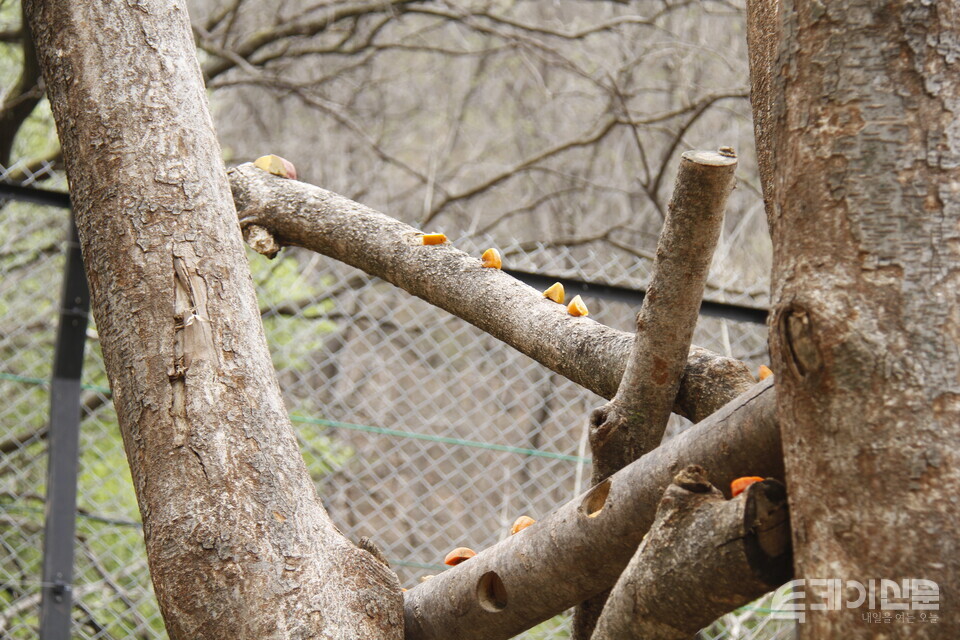 ‘곰숲’에 있는 나무에 오밀조밀 과일이 올려져 있다.&nbsp;ⓒ투데이신문