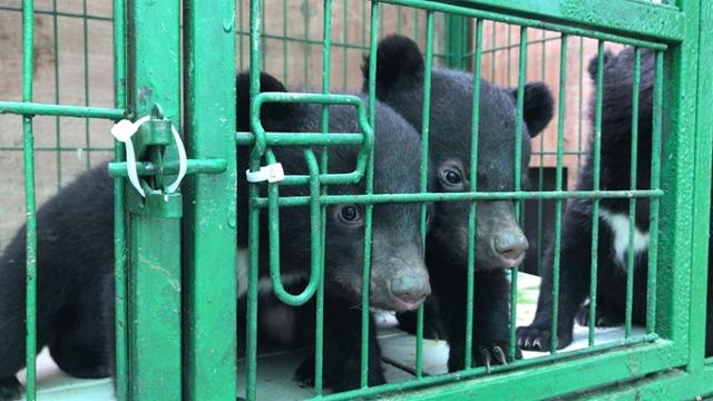 경기도의 한 사육곰 농장에서 불법 증식된 반달가슴곰이 철제 우리에 갇혀 있다. [사진제공=녹색연합]