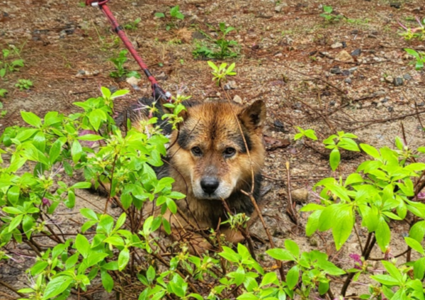 서울 5성급 호텔 정원에 묶여 비 맞고 있는 강아지. 작성자는 성견이 아니라고 판단했다. [사진 출처=온라인 커뮤니티&nbsp;‘네이트판’ 갈무리]