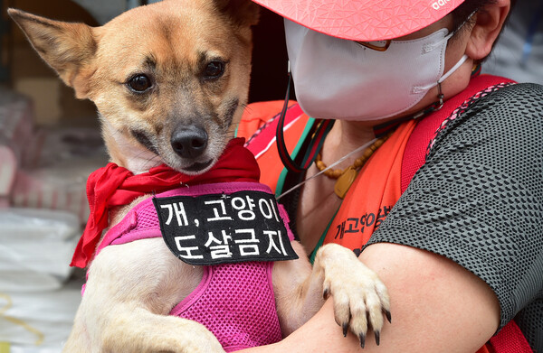 말복인 지난해 8월 15일 대구 북구 칠성시장 개고기 골목에서 전국동물보호단체 회원과 품 속 개가 개·고양이 도살금지를 촉구하고 있다. [사진제공=뉴시스]