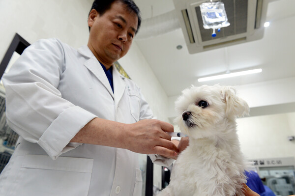서울 광진구 자양동의 한 동물병원에서 수의사가 강아지에게 광견병 예방 주사를 놓고 있다. [사진제공=뉴시스]<br>