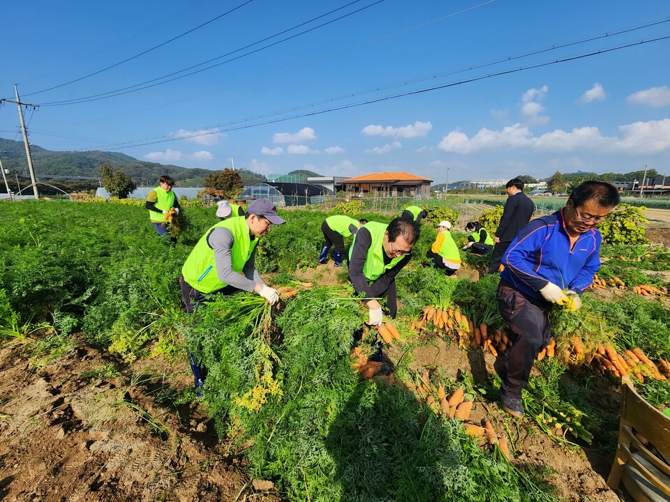 농협 상호금융리스크관리부 직원들이 농가의 일손을 도와 당근을 수확하고 있는 모습. [사진제공=농협]<br>