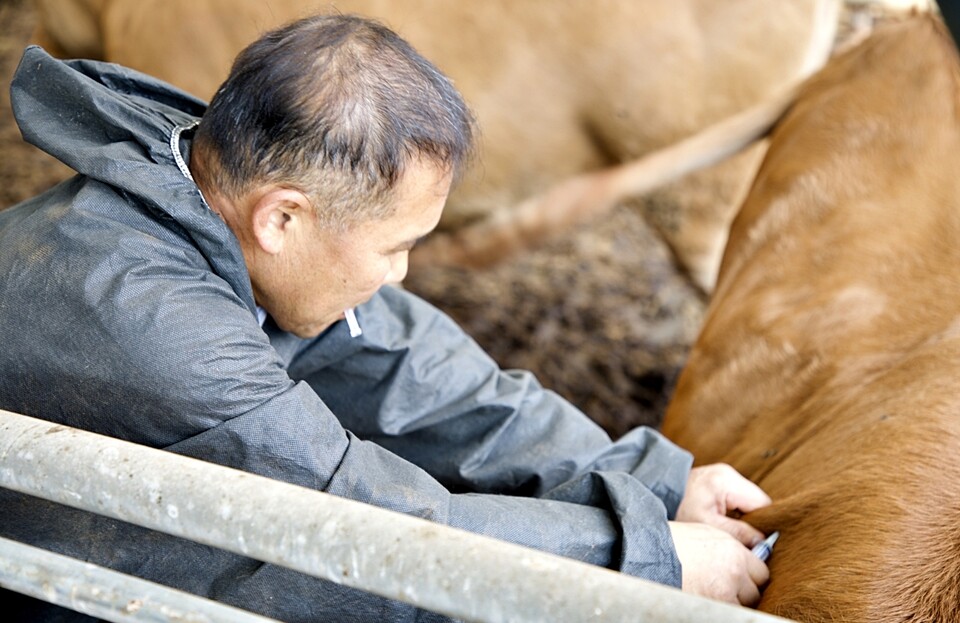 &nbsp;소에 예방 백신을 접종하고 있는 모습. [사진제공=증평군]<br>