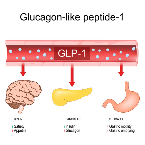 GLP-1 호르몬 분비가 일어나면 뇌에선 Satiety(포만감) 신호를 보내어 식욕(Appetite)을 떨어트린다. [사진=게티이미지뱅크]