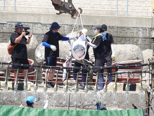 지난해 8월 제주도에 마지막 남은 남방큰돌고래 비봉이가 서귀포시 대정읍 신도포구에 방류되고 있다. 비봉이는 지난 2005년 한림읍 앞바다에서 포획돼 17년동안 수족관에서 돌고래쇼를 했다. [사진제공=뉴시스]