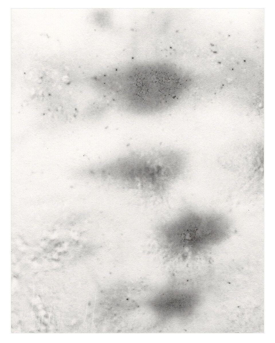 물의 도움으로 흔들리는 나무, 20x25 cm, photogram, Gelatin silver print, 2023.