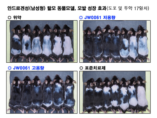 남성형 탈모 동물모델을&nbsp;JW0061&nbsp;저용량, JW0061&nbsp;고용량,&nbsp;표준치료제(SoC),&nbsp;위약 등&nbsp;4개 그룹으로 나눠 각 약물을 투약한 결과, JW0061&nbsp;저용량·고용량 모두 표준치료제 대비 모발 성장을 빠르게 촉진시켰다. [사진제공=JW중외제약]