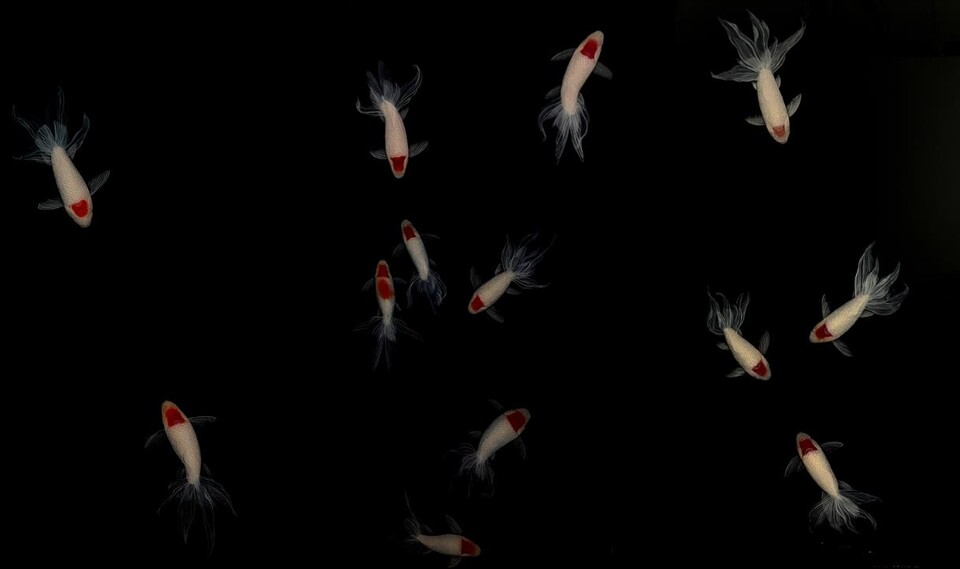 군어유영(群魚遊泳)_ 레진에 아크릴릭 물감, 각 120 x 60 (cm), 2023 <br>