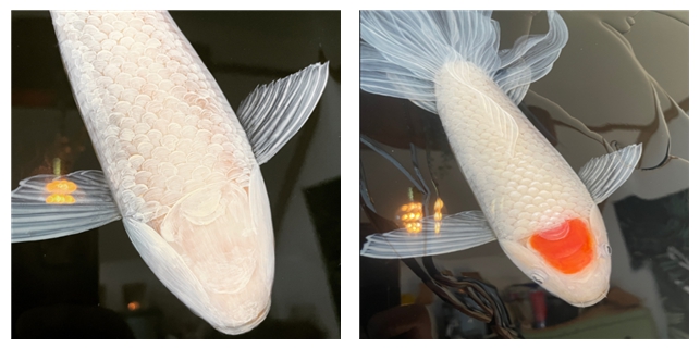 군어유영(群魚遊泳) 작품제작 과정 <br>