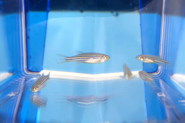 열대어 제브라피쉬는 인간과 유전적 구조가 80% 이상 유사해 포유류 실험을 대체할 수 있는 비임상 중개연구 모델로 주목받고 있다. [사진제공=JW중외제약]