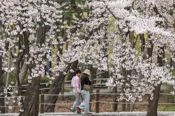서울 양재천을 찾은 시민들이 만개한 벚꽃을 바라보며 산책하고 있다. [사진제공=뉴시스]