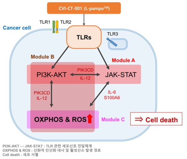 AI 알고리즘을 활용하여 예측한 면역항암제 CVI-CT-001의 암세포 사멸 관련 경로 도식. [사진 제공=차백신연구소]