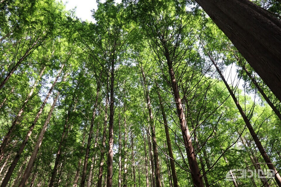 국내 최대 메타세쿼이아 숲 화인산림욕장의 나무 전경.&nbsp;ⓒ투데이신문