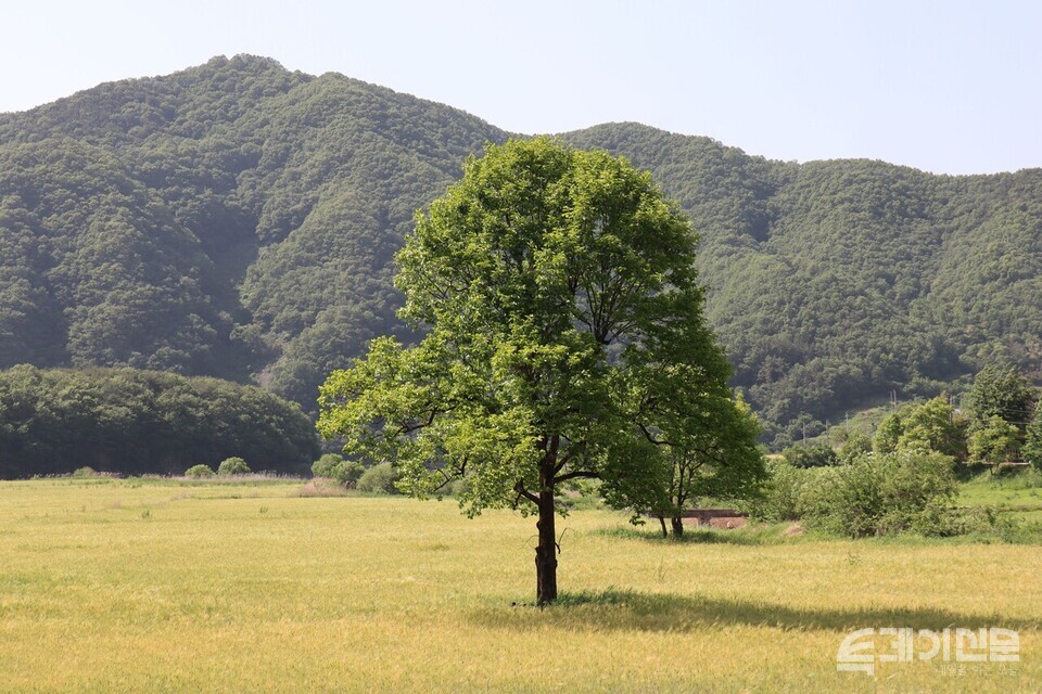 충북 옥천 안남면 미산마을의 향수 500리길을 걷던 중 발견할 수 있는 수몰지대의 보리밭과 감나무 전경. ⓒ투데이신문