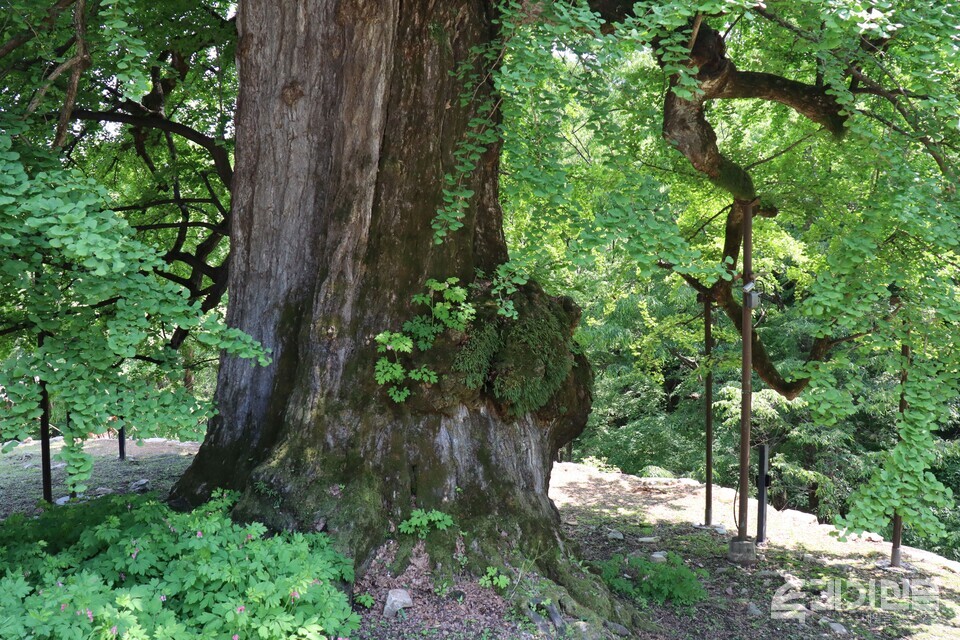 평 용문사 은행나무의 거대한 밑동양평 용문사 은행나무의 거대한 밑동. ⓒ투데이신문