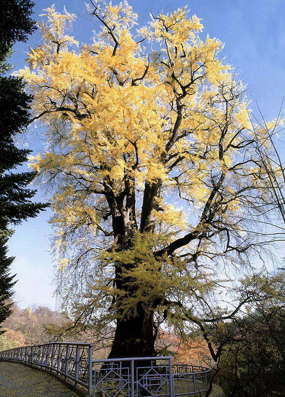 가을철 단풍이 든 양평 용문사 은행나무. [사진제공=양평문화원]