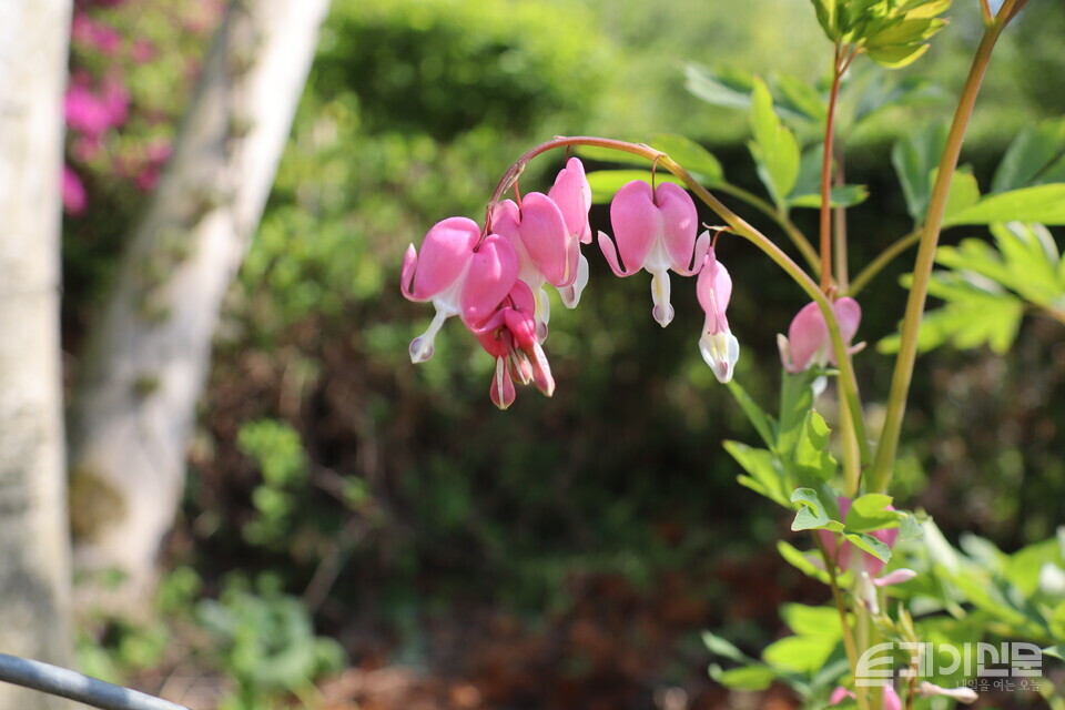 미술관 자작나무숲에 심긴 금낭화.&nbsp;ⓒ투데이신문