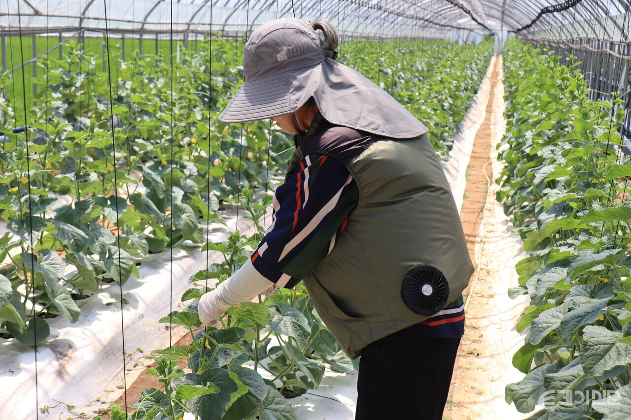 이씨가 농작물을 다듬고 있는 모습. ⓒ투데이신문