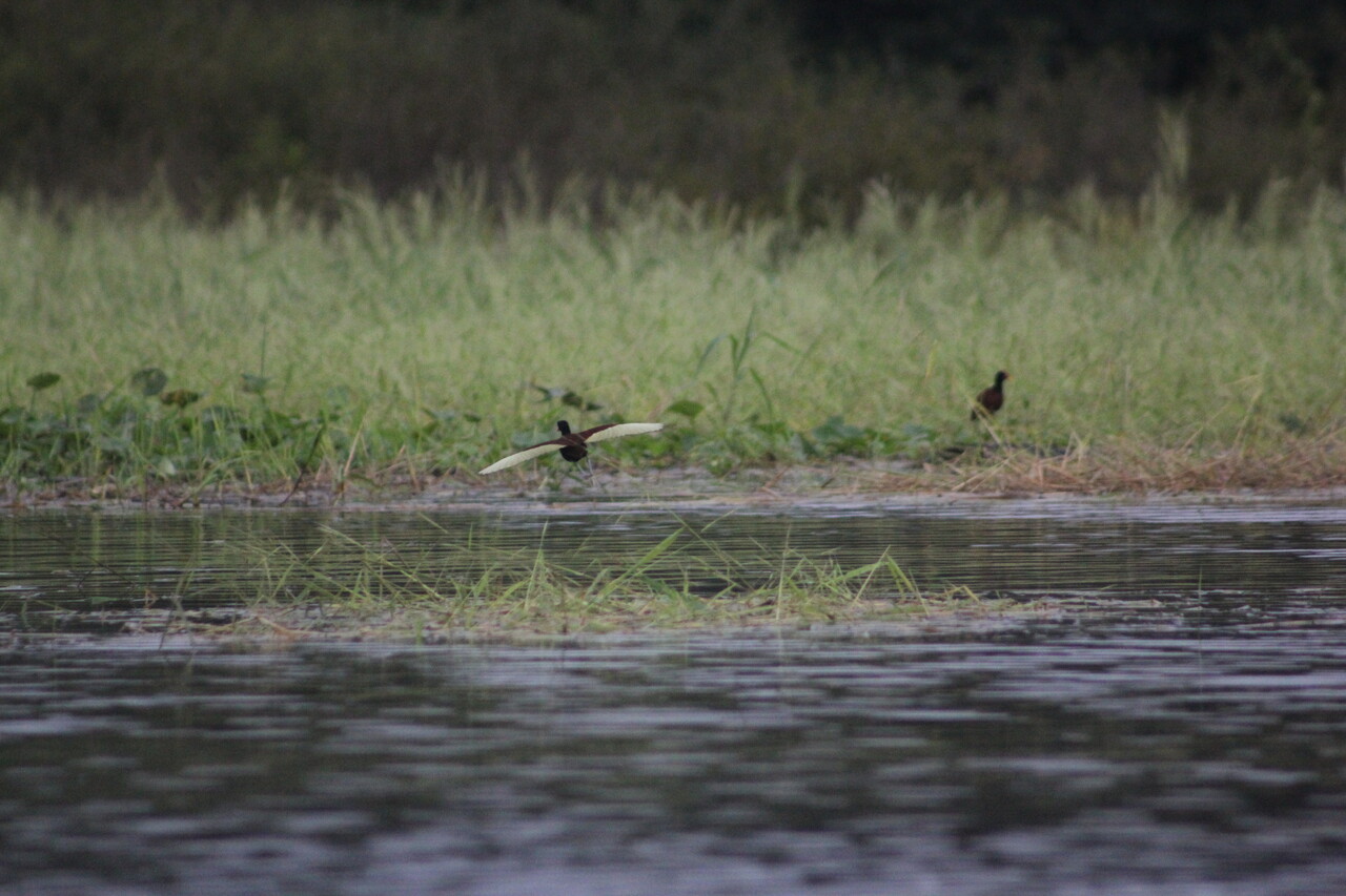 브라질 아마존 네그루 강 사진 [이미지 출처=게티이미지뱅크]